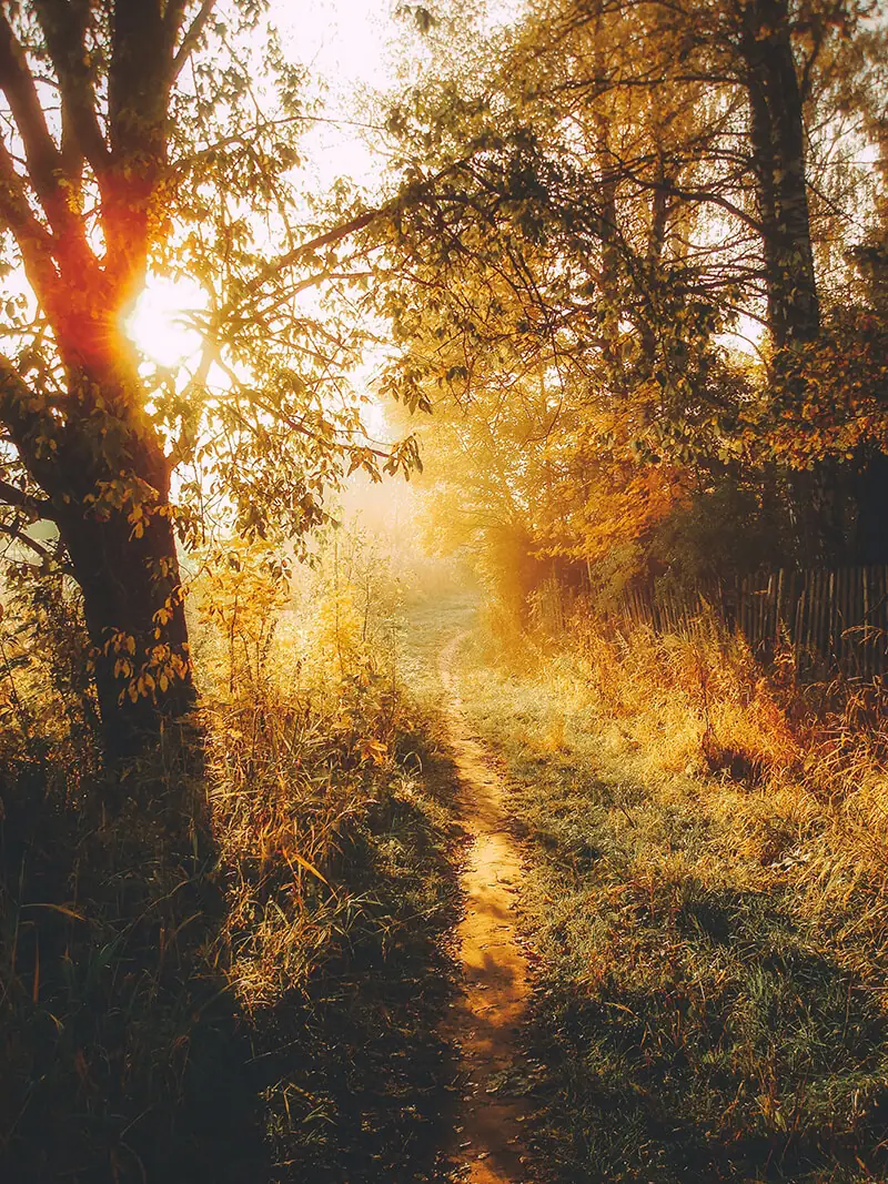A walk in the park